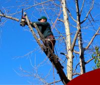 Tree Surgeons